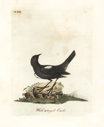 White-shouldered tanager, Tachyphonus luctuosus (White-winged oriole, Oriolus leucopterus)