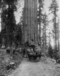 Big Tree (Sequoia): The 