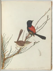 Scarlet & Black Warbler