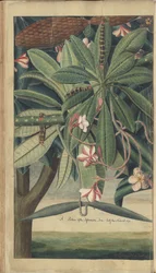 A Page from the 