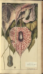 A page from the 