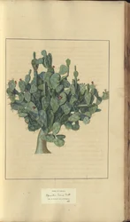 A page from the 