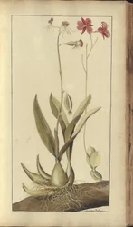 A page from the 