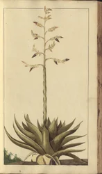 A page from the 