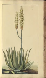 A Page from the 
