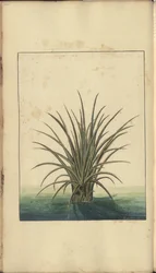 A page from the 