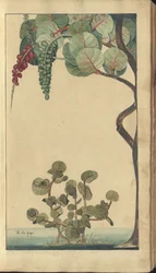 A page from the 