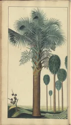 A page from the 