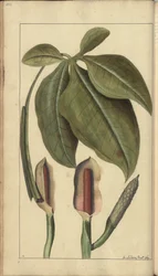 A page from the 