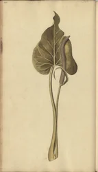 A page from the 