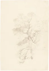 A Beech Wood
