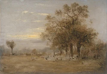 Sheep Grazing
