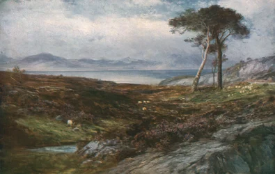 Heather: Scottish Highlands