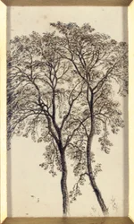 Study of trees