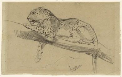 Study of a Leopard, Lying on a Branch