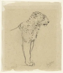 Study of a Standing Leopard