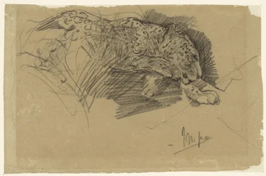 Studies of a Leopard