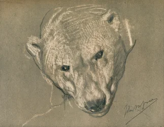 Study of a Polar Bear