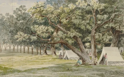 A Cottonwood Grove