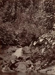 Tropical Scenery, Cascade, Limon River