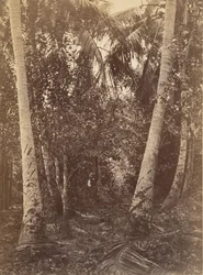 Tropical Scenery, Forest Near Turbo