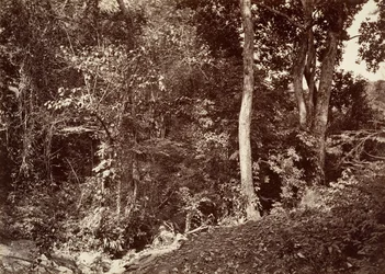 Tropical Scenery, View Near Chipigana