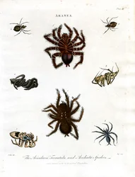 ARANEA: Avicularia, Tarantula and Aculeata Spiders