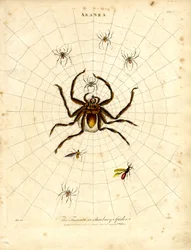 ARANEA: The Fasciata or Barbary Spider