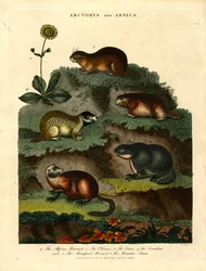 Marmots and Arnica