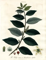 Bally-comb or Amentaceous Opilia
