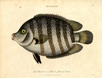 Band-fish of Surat