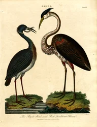 Black Stork and Red-shouldered Heron