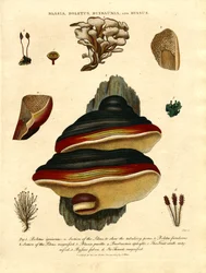 Blasia; Boletus; Buxbaumia; and Byssus