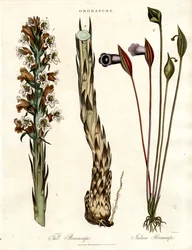 Broomrape and Arum Species