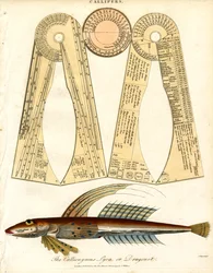 Callipers and Dragonet Fish