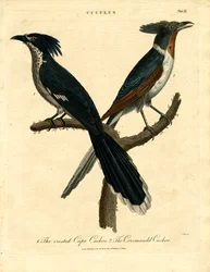 Cape and Coromandel Cuckoo