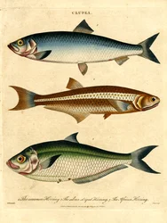 Herring Species