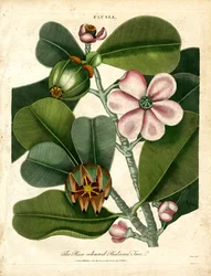 The Rose-coloured Balsam Tree