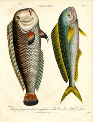 Coryphaena Species: Five Finger-marked Coryphaena and Little Dolphin