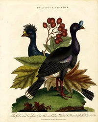 Crataegus and Crax: Glossy Curassow and Mexican Cashew-Bird with Wild Service Tree