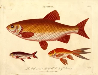 Orfe and Gold Fish of China