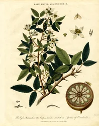 Egle; Empis and Enchelis