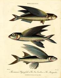Flying Fish