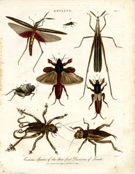 Curious Species of the Three First Divisions of Locusts