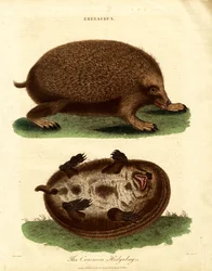 Hedgehog (Erinaceus)
