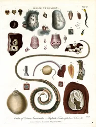 Helminthology; Plate II - Order of Intestinal Worms