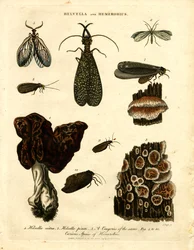 Helvella and Hemerobius