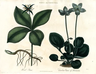 Herb Paris and Grass of Parnassus