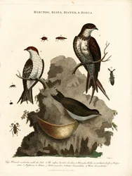Swallows and Beetles