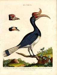 Hornbill Species with Bill Details